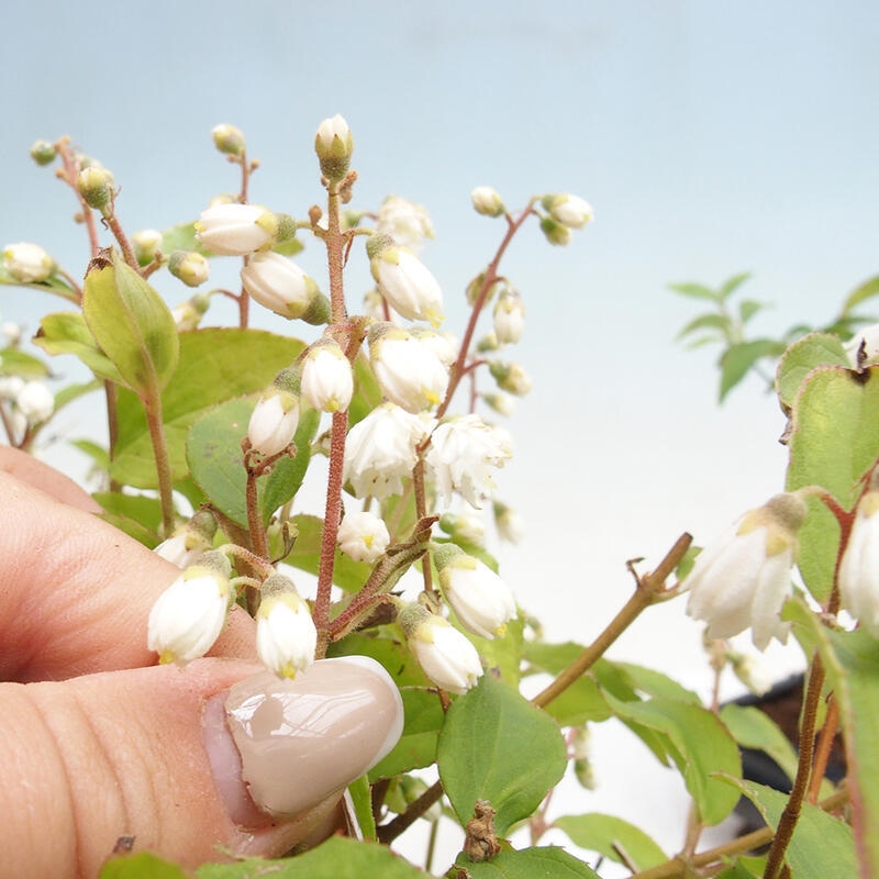 Outdoor bonsai - Deutzia scabra Candidissima - Trojpuk