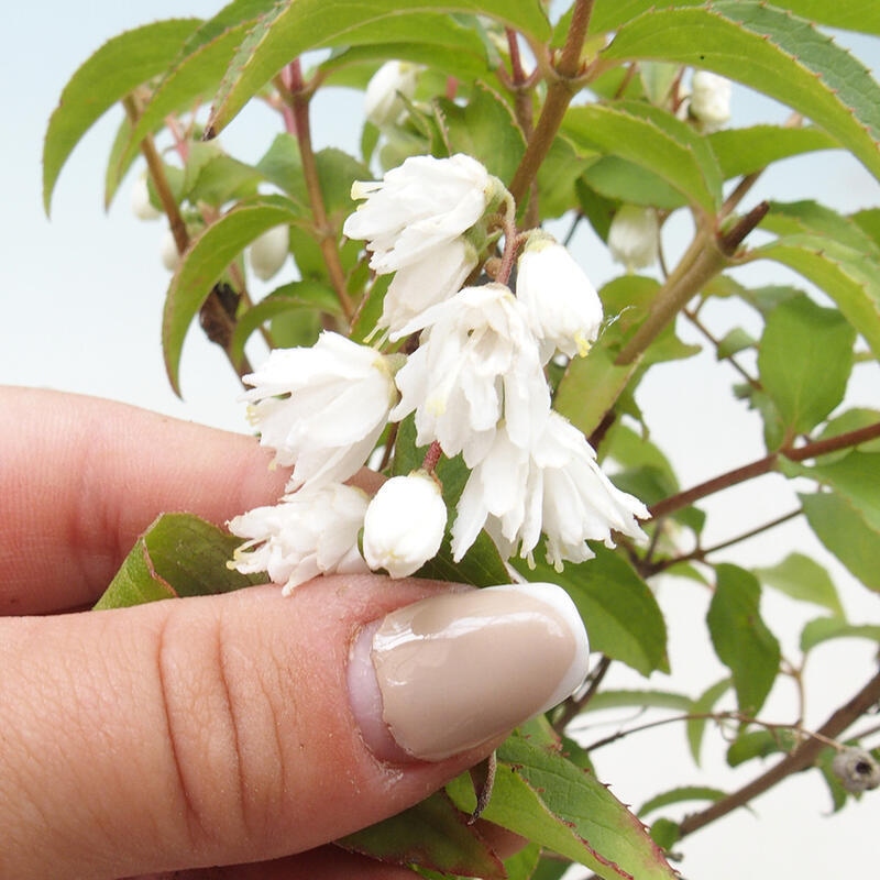 Outdoor bonsai - Deutzia scabra Candidissima - Trojpuk