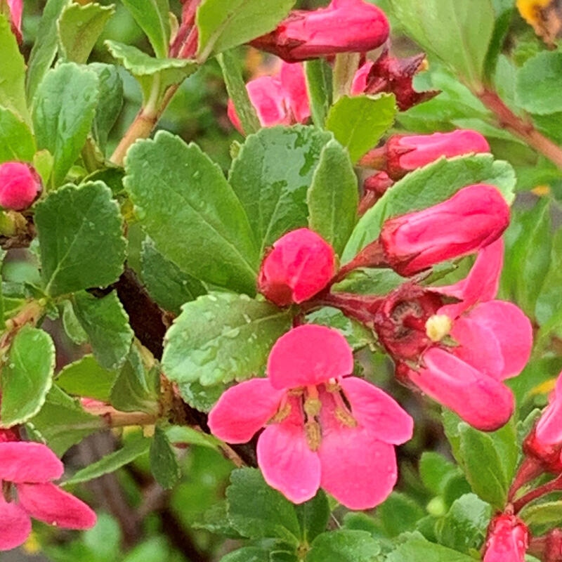 Bonsai im Freien - Escallonia 'Dart's Rosy Red' - Delusion