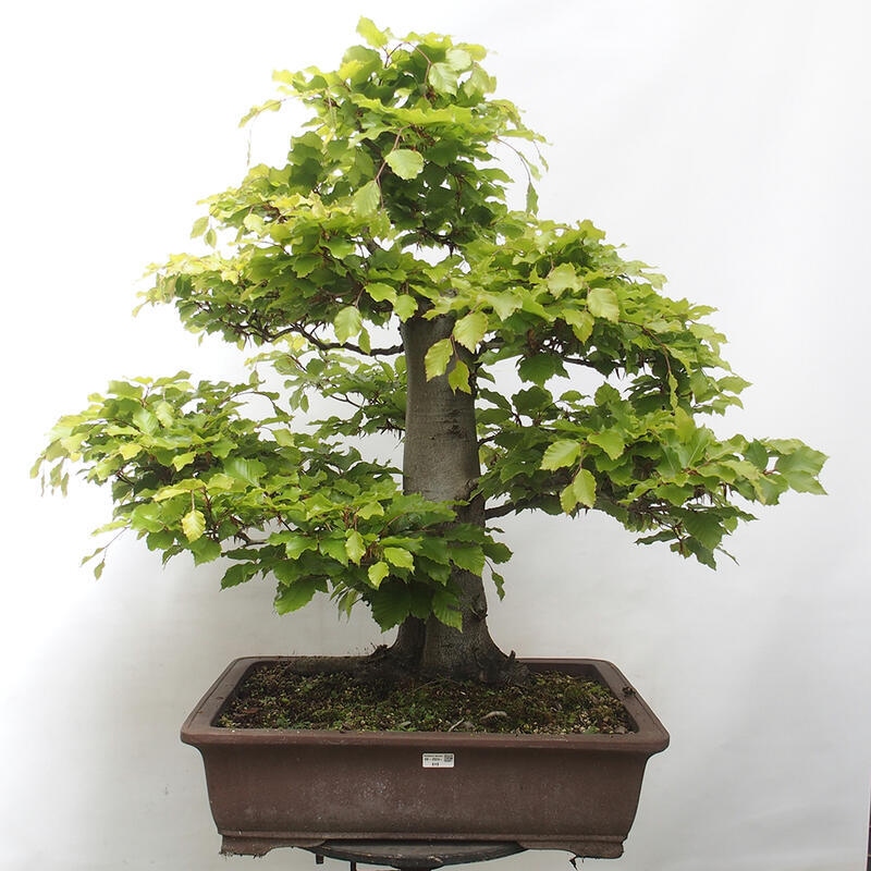 Bonsai im Freien - Fagus sylvatica - Buche