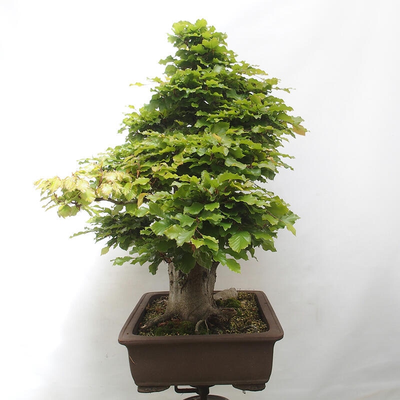 Bonsai im Freien - Fagus sylvatica - Buche