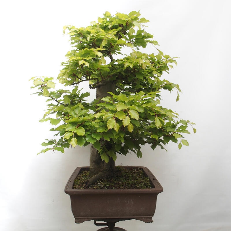 Bonsai im Freien - Fagus sylvatica - Buche