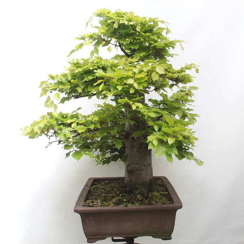 Bonsai im Freien - Fagus sylvatica - Buche