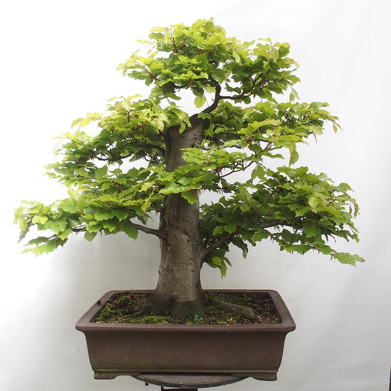 Bonsai im Freien - Fagus sylvatica - Buche