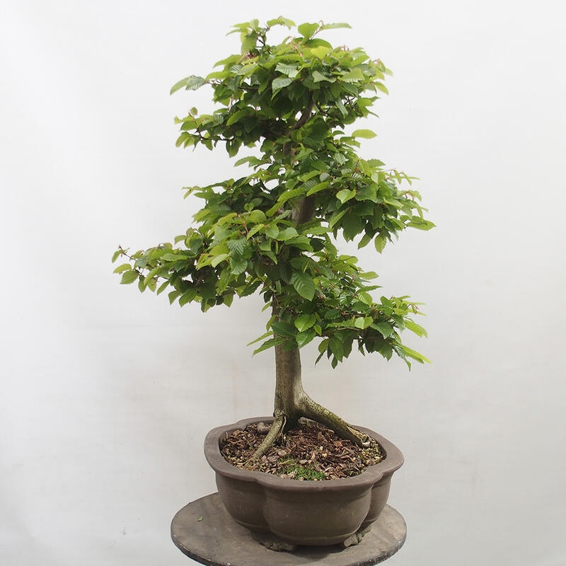 Bonsai im Freien - Hainbuche - Carpinus betulus