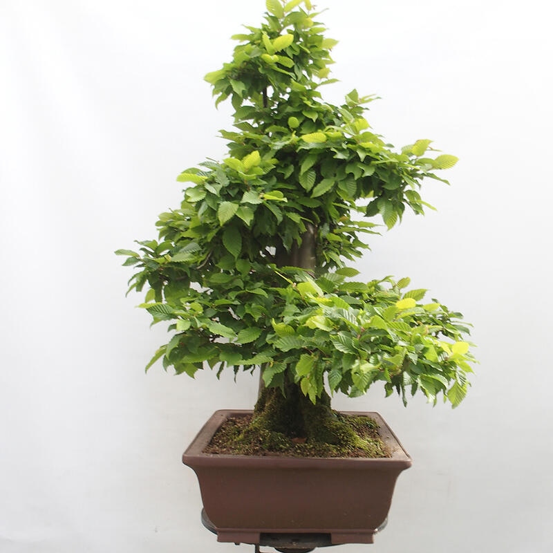 Bonsai im Freien - Hainbuche - Carpinus betulus