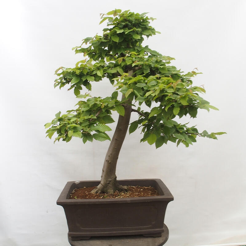 Bonsai im Freien - Hainbuche - Carpinus betulus