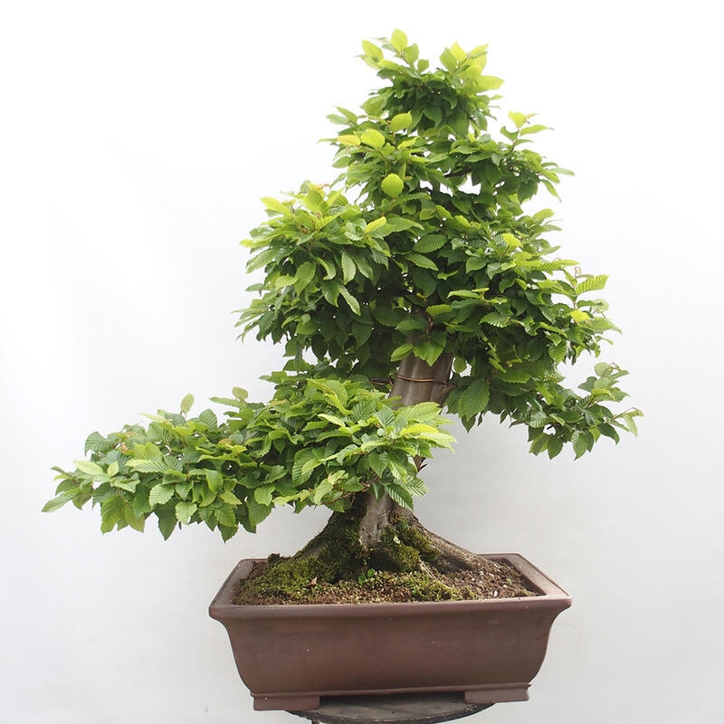 Bonsai im Freien - Hainbuche - Carpinus betulus