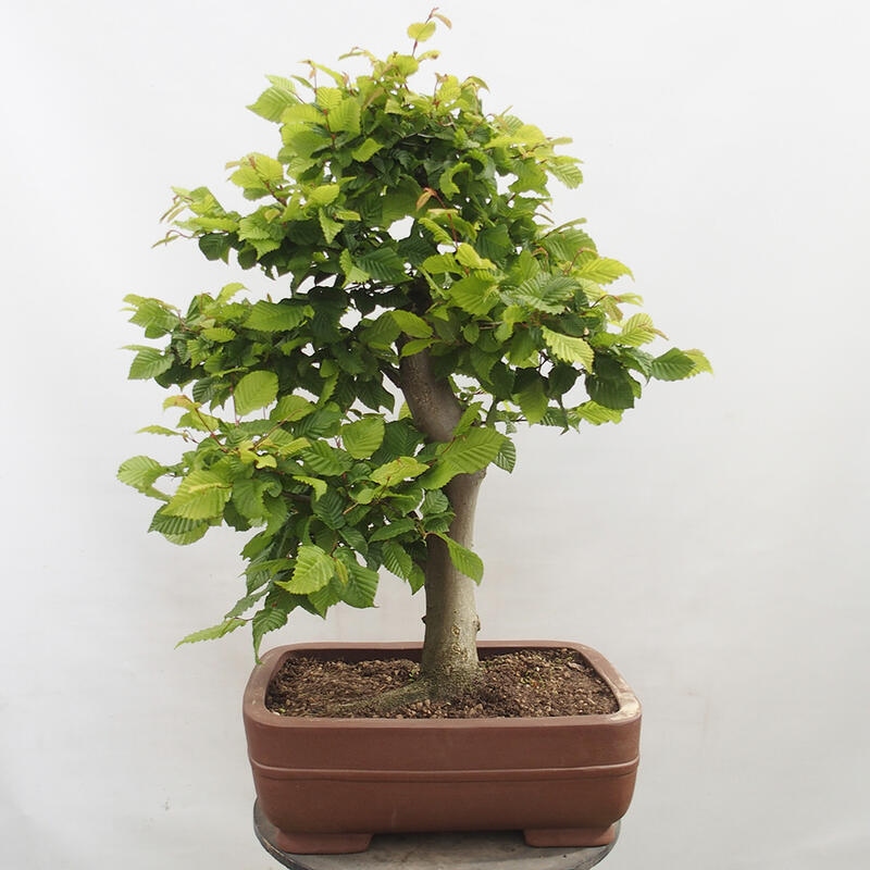 Bonsai im Freien - Hainbuche - Carpinus betulus