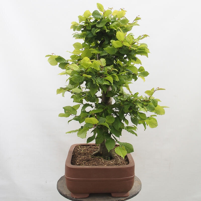 Bonsai im Freien - Hainbuche - Carpinus betulus