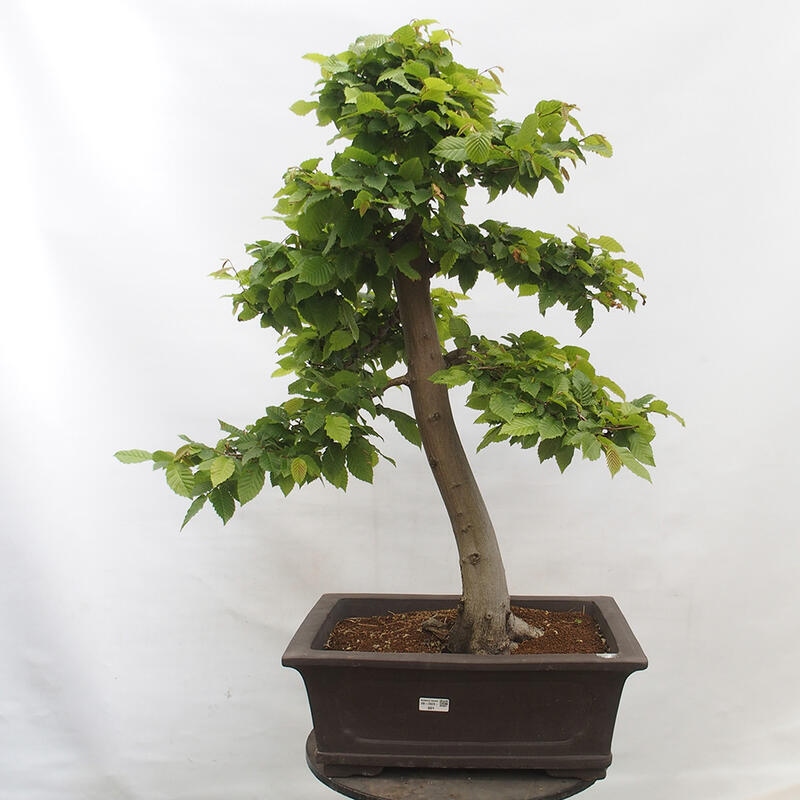 Bonsai im Freien - Hainbuche - Carpinus betulus