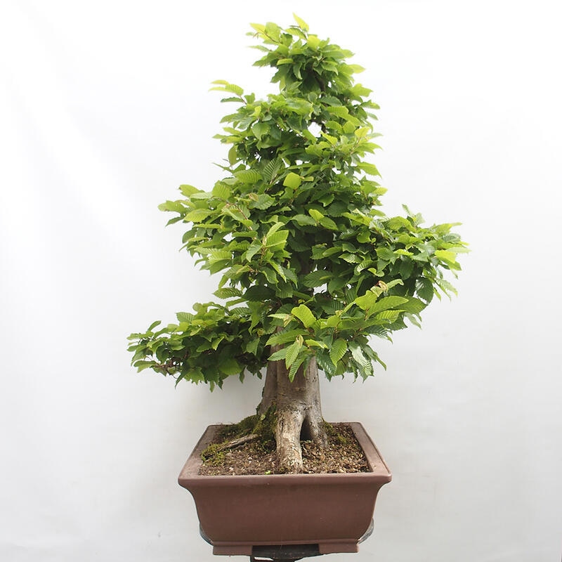Bonsai im Freien - Hainbuche - Carpinus betulus