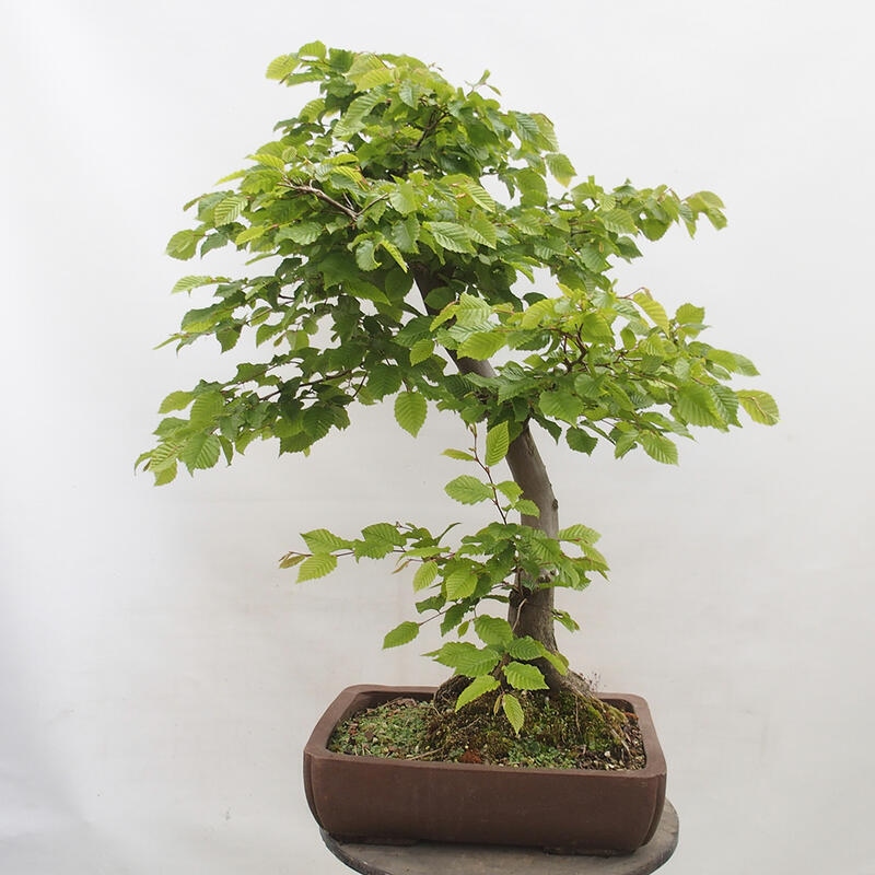 Bonsai im Freien - Hainbuche - Carpinus betulus