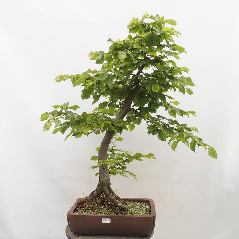 Bonsai im Freien - Hainbuche - Carpinus betulus