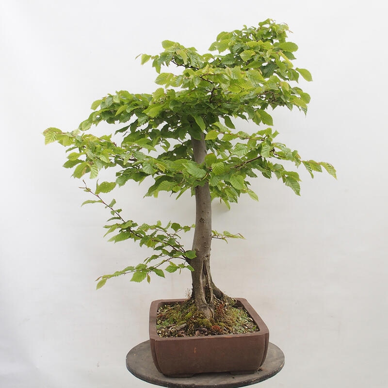 Bonsai im Freien - Hainbuche - Carpinus betulus