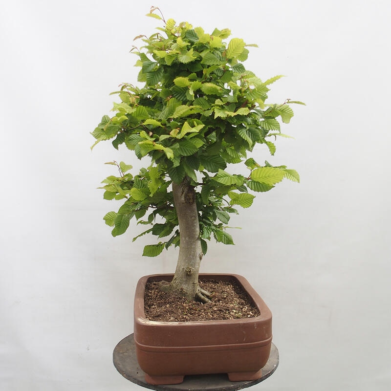 Bonsai im Freien - Hainbuche - Carpinus betulus