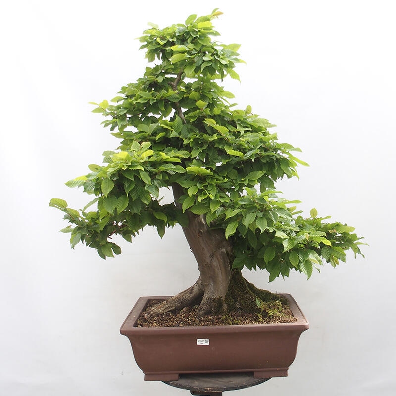 Bonsai im Freien - Hainbuche - Carpinus betulus