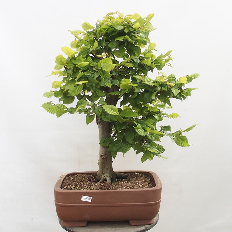 Bonsai im Freien - Hainbuche - Carpinus betulus