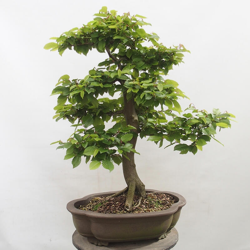 Bonsai im Freien - Hainbuche - Carpinus betulus