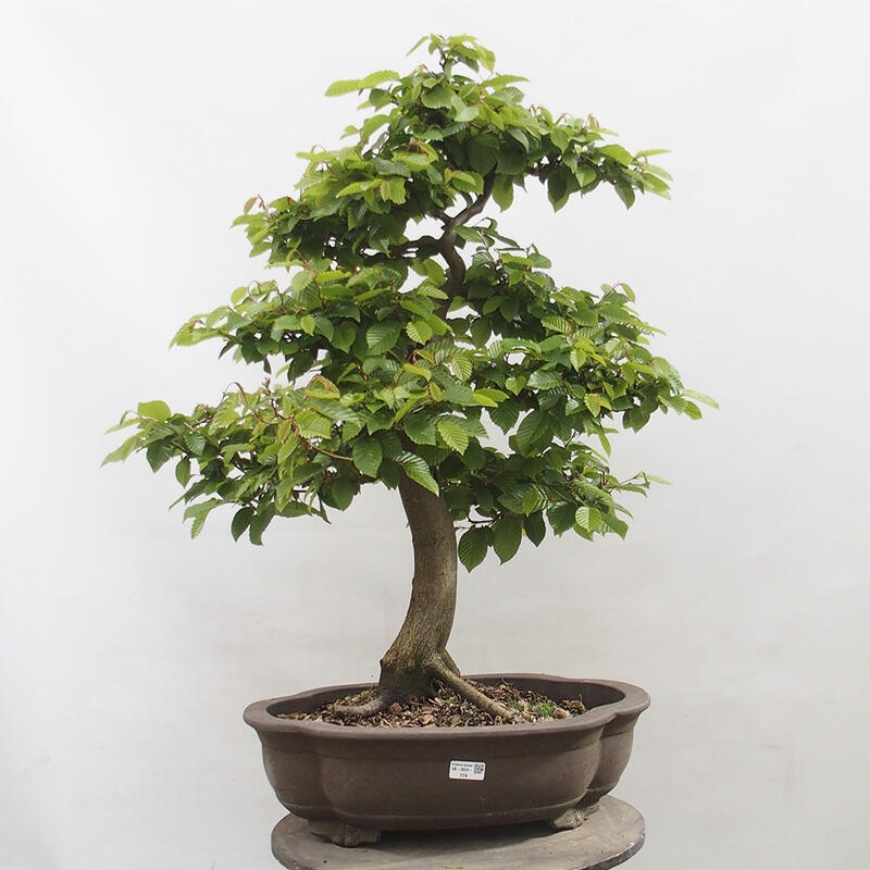 Bonsai im Freien - Hainbuche - Carpinus betulus