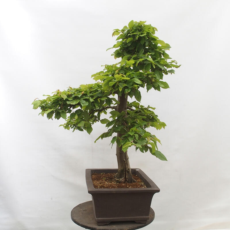 Bonsai im Freien - Hainbuche - Carpinus betulus