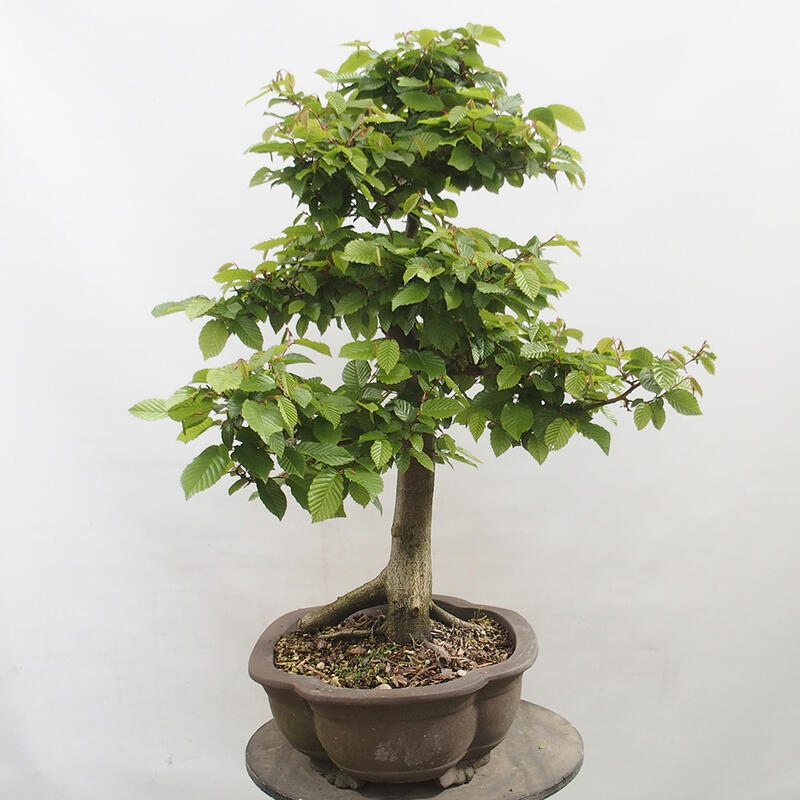 Bonsai im Freien - Hainbuche - Carpinus betulus
