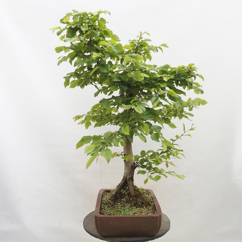 Bonsai im Freien - Hainbuche - Carpinus betulus