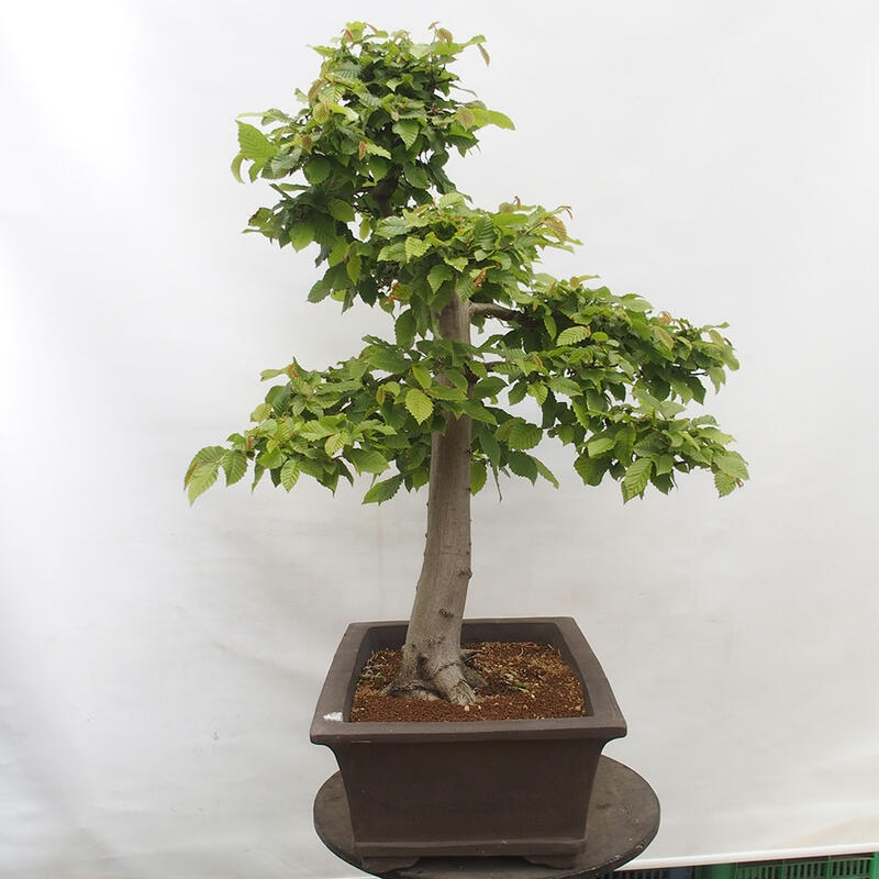 Bonsai im Freien - Hainbuche - Carpinus betulus