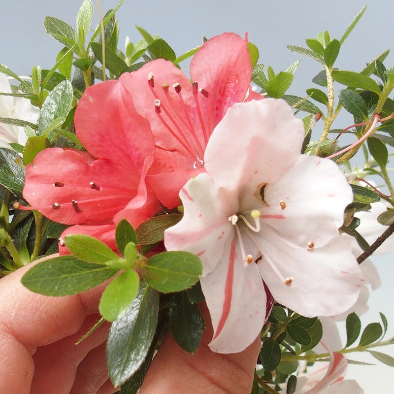 Bonsai im Freien - Japanische Azalee - Azalea Kotaro