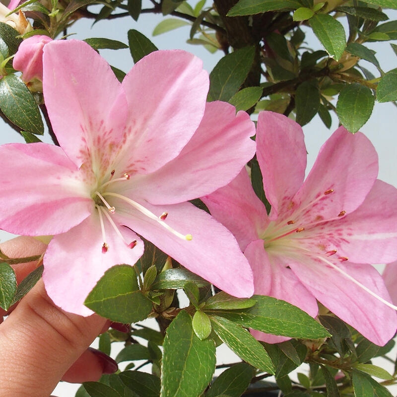 Bonsai für draußen - Japanische Azalee - Azalee Nasuno