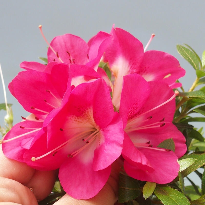Bonsai im Freien - Japanische Azalee - Azalea Reiko