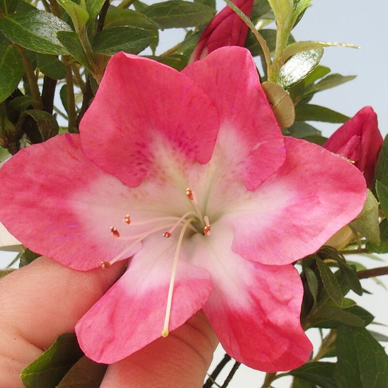 Bonsai im Freien - Japanische Azalee - Azalea Rin