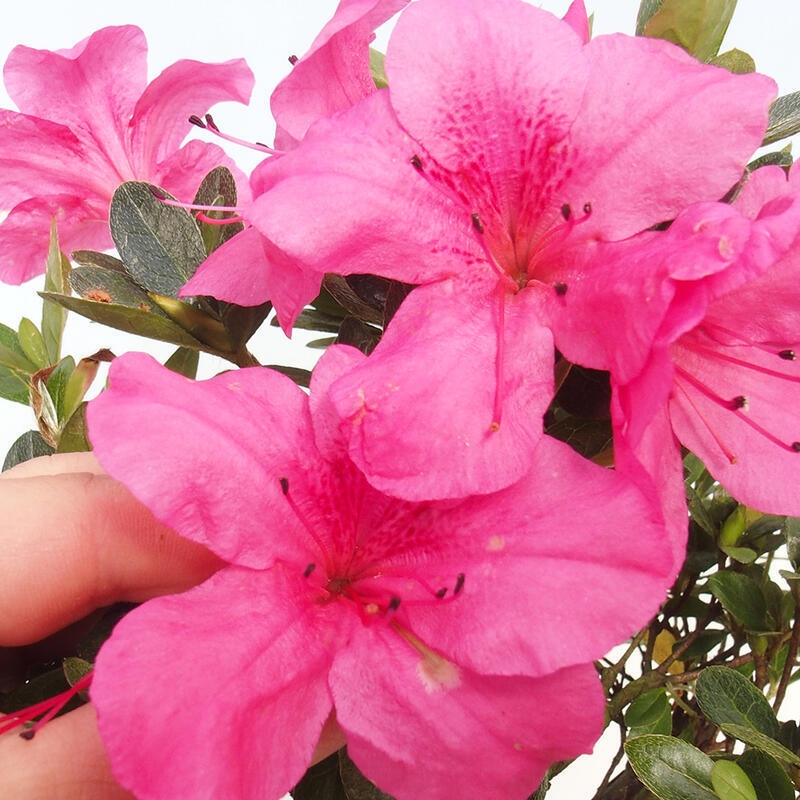 Bonsai im Freien - Japanische Azalee - Azalea sp.