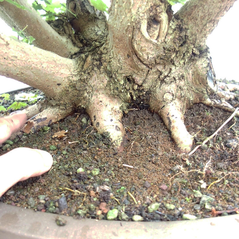 Bonsai im Freien - Baby-Ahorn - Acer campestre