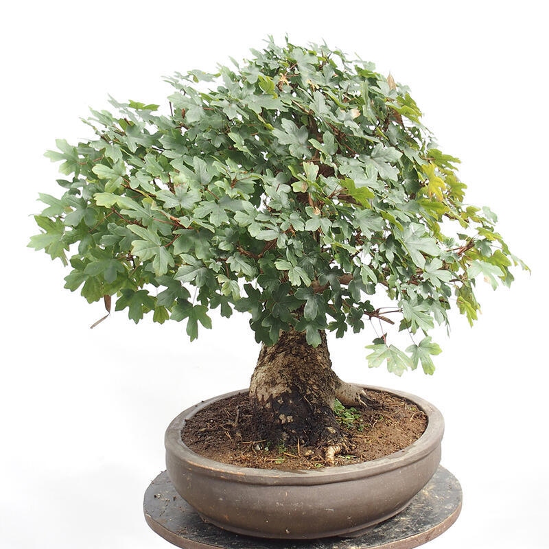 Bonsai im Freien - Baby-Ahorn - Acer campestre
