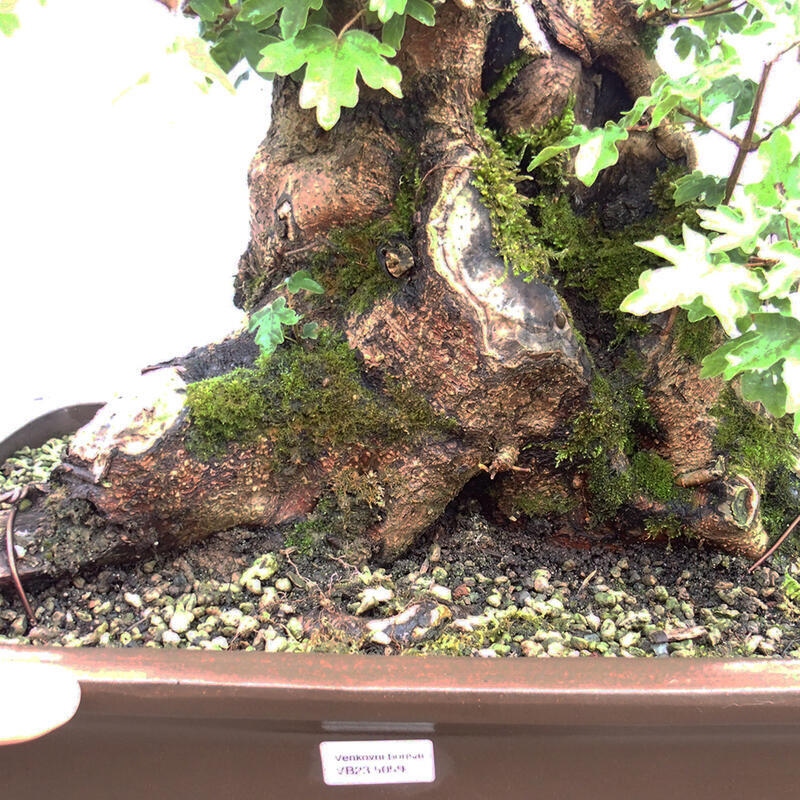 Bonsai im Freien - Baby-Ahorn - Acer campestre