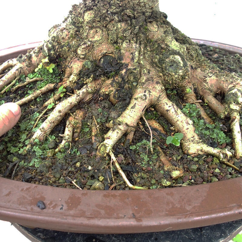 Bonsai im Freien - Baby-Ahorn - Acer campestre