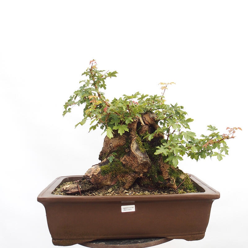 Bonsai im Freien - Baby-Ahorn - Acer campestre