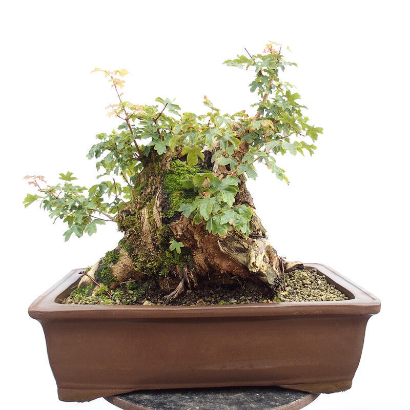 Bonsai im Freien - Baby-Ahorn - Acer campestre