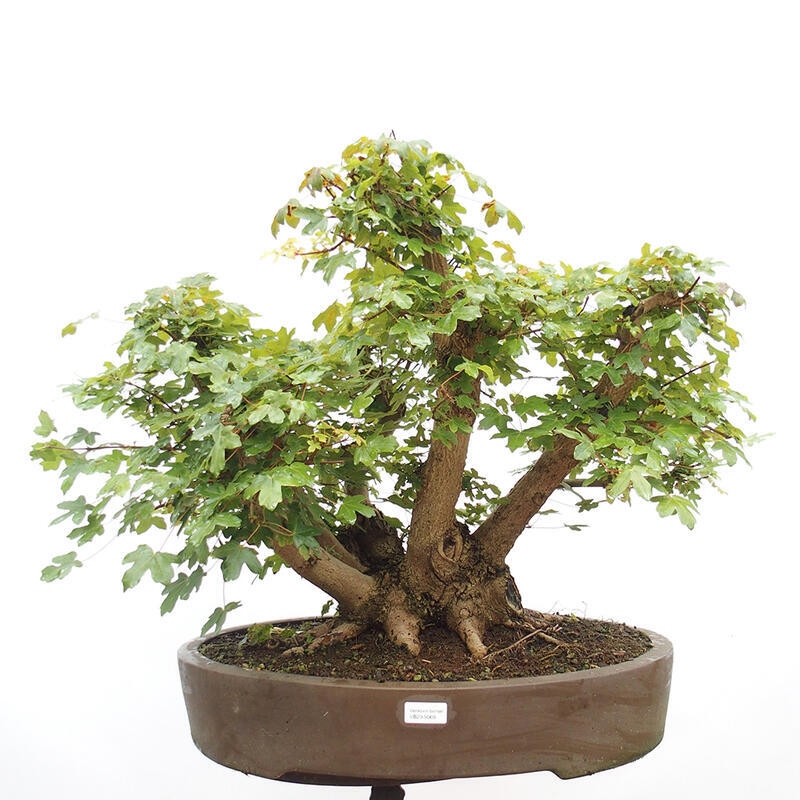 Bonsai im Freien - Baby-Ahorn - Acer campestre