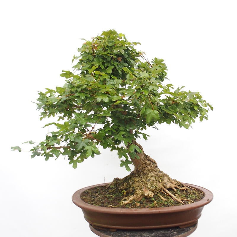 Bonsai im Freien - Baby-Ahorn - Acer campestre