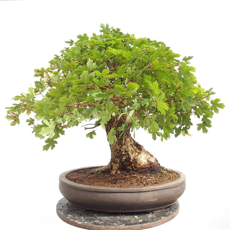 Bonsai im Freien - Baby-Ahorn - Acer campestre