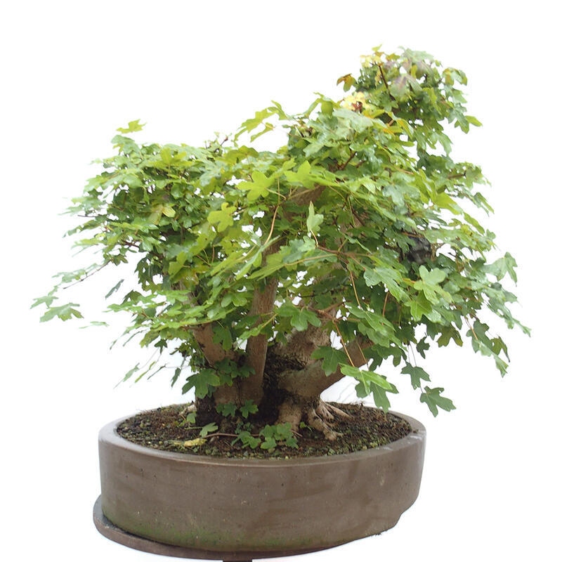 Bonsai im Freien - Baby-Ahorn - Acer campestre