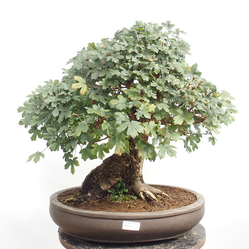Bonsai im Freien - Baby-Ahorn - Acer campestre