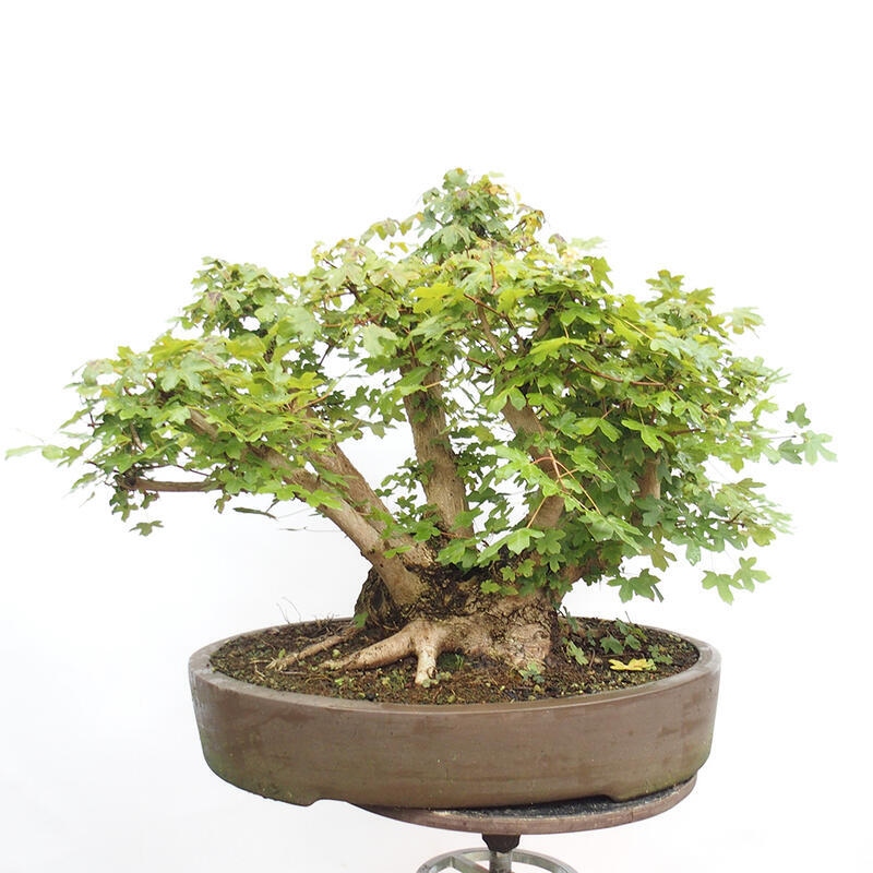 Bonsai im Freien - Baby-Ahorn - Acer campestre