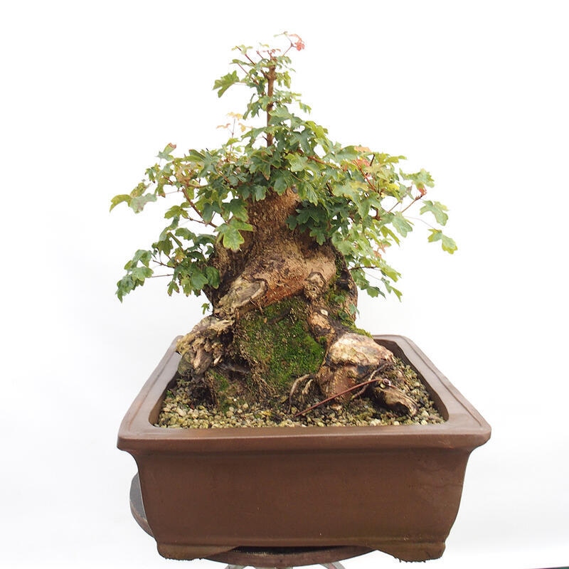 Bonsai im Freien - Baby-Ahorn - Acer campestre