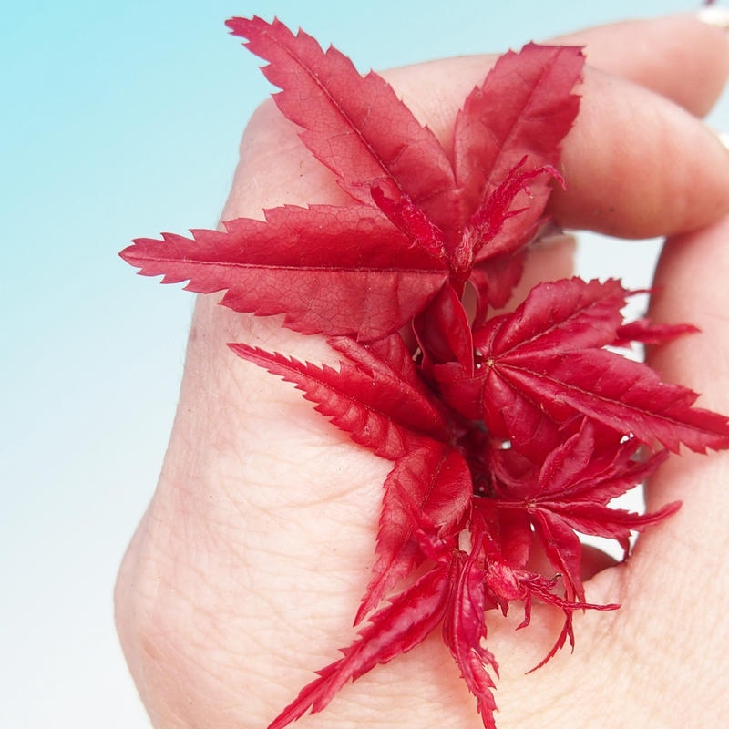 Bonsai für draußen - Acer palmatum DESHOJO