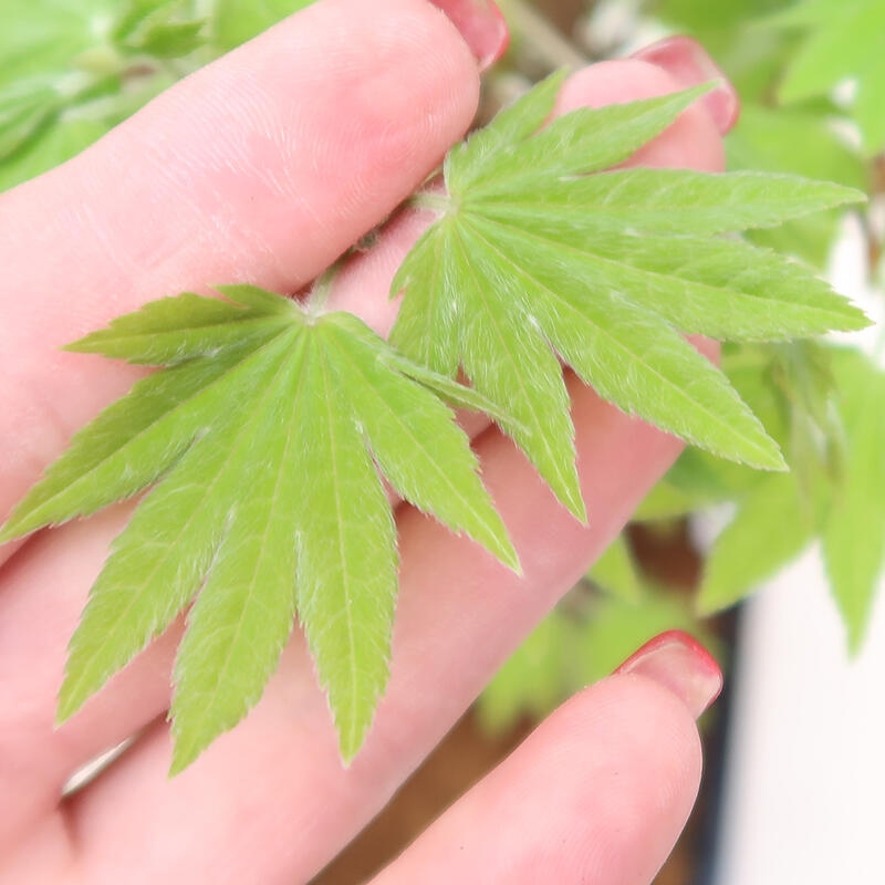 Bonsai im Freien - Ahorn palmatum katsura GISAN - Ahorn palmat