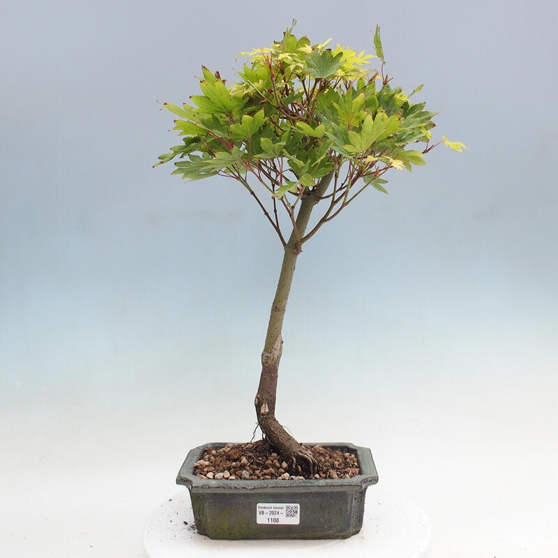Bonsai im Freien - Ahorn palmatum katsura GISAN - Ahorn palmate