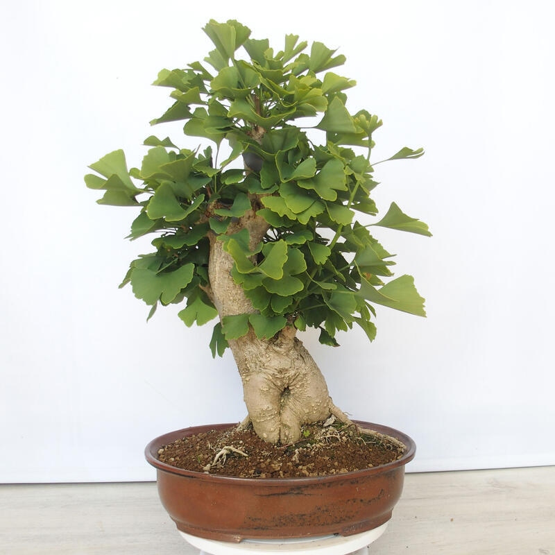 Bonsai im Freien - Jinan biloba - Ginkgo biloba